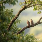 Jangan Buang Waktumu